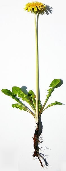 Dandelion Tea/Coffee: