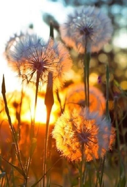 Dandelion Wishes: