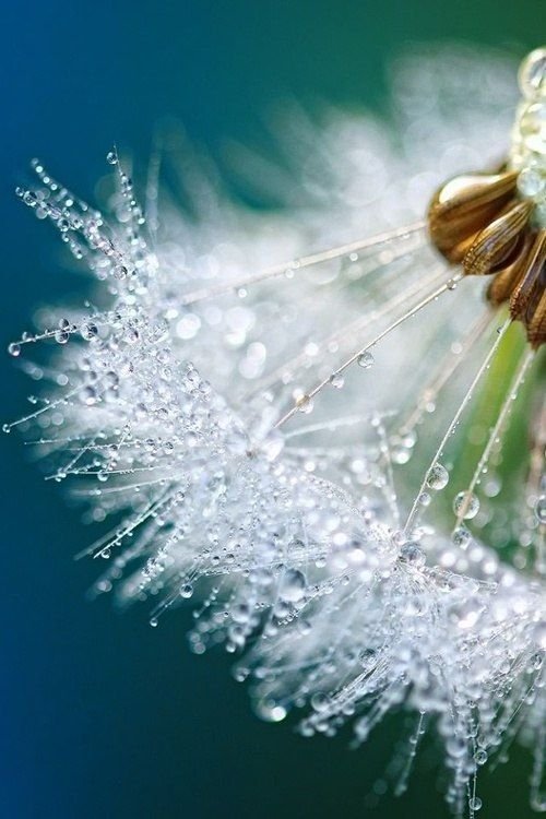 Dew upon a dandelion: