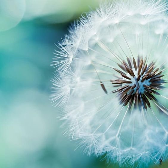 Dandelion wishes make dreams come true Fine art photography dandelion nature by mylittlepixels on Etsy: