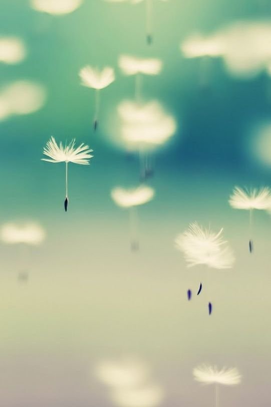 Dandelion seeds!!: