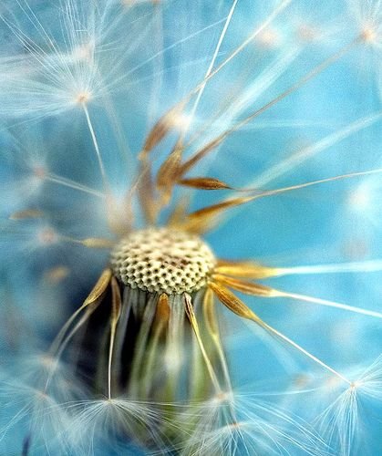 dandelion: