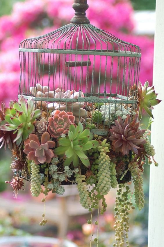 Have you got an old bird cage that has seen better days?  Why not create a hanging planter using succulents (those plants we sometimes mention that thrive on neglect and minimal water).  You can view more gardening ideas on our site at http://theownerbuildernetwork.com.au/gardening-ideas/: 