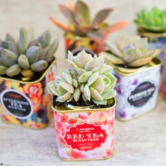 Succulents in Tea Tins: 