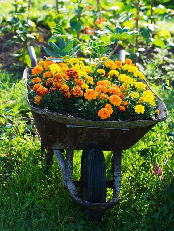 old wheelbarrows excellent container for marigolds: 