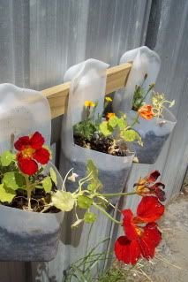 Milk Jug Planters (run board/rod through handles, then hang): 