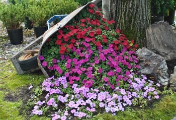I have an old wheelbarrow that I am so doing this with.: 
