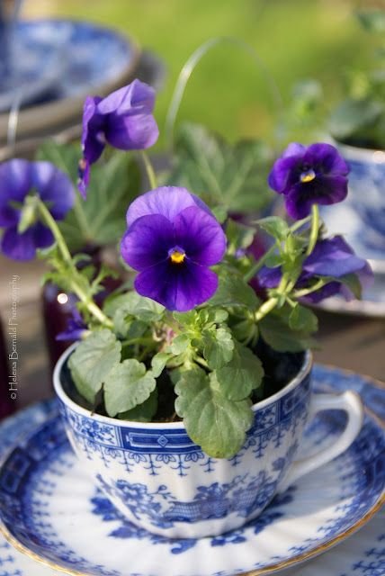 A tea cup & saucer make a delicate #garden #container.: