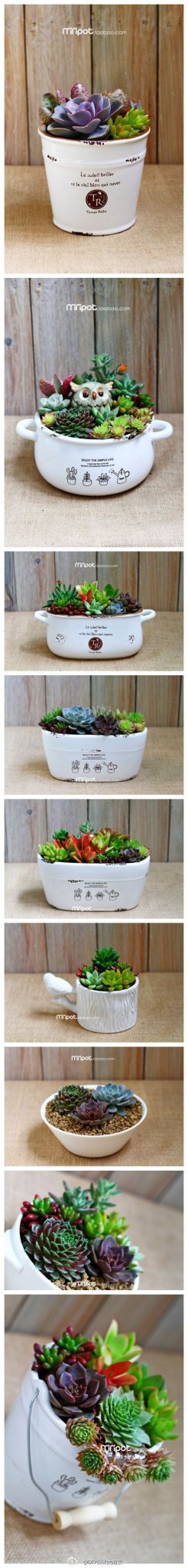 Love succulents: