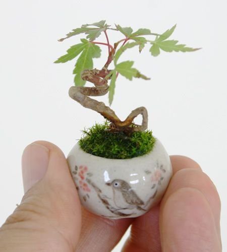 itty-bitty bonsai: