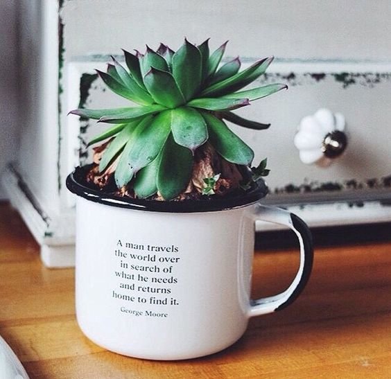 keep cacti and succulents in a cute metal mug:
