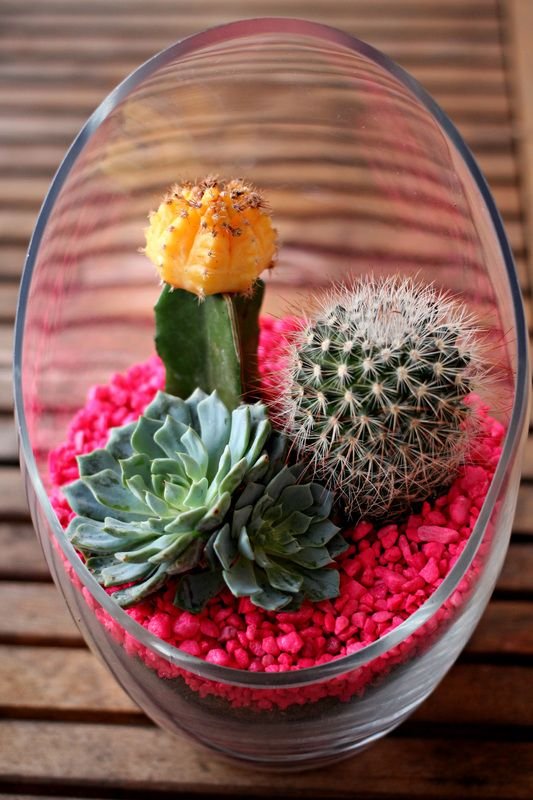 Love This Crazy Life // Easy DIY Cacti & Succulent Garden: