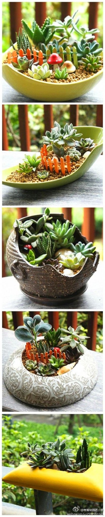 Bonsai de suculentas ~ ~ bonito: