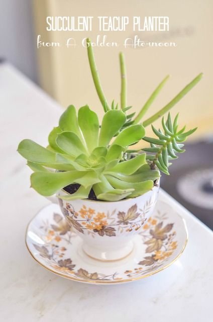 Succulent Teacup Planter from A Golden Afternoon: