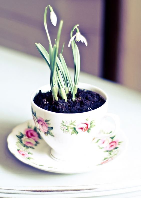 Spring in a teacup: