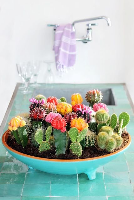 What a fantastic colour pop with these mini cacti. Even the not-so-green-thumbs will love these easy care plants: