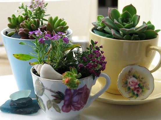 tea cups!: