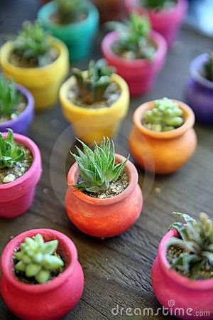 Miniature Cactus in colorful planters, Old Town, San Diego, California: