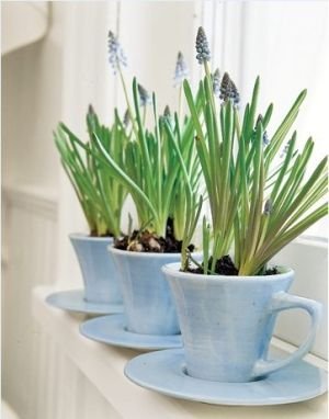 spring: