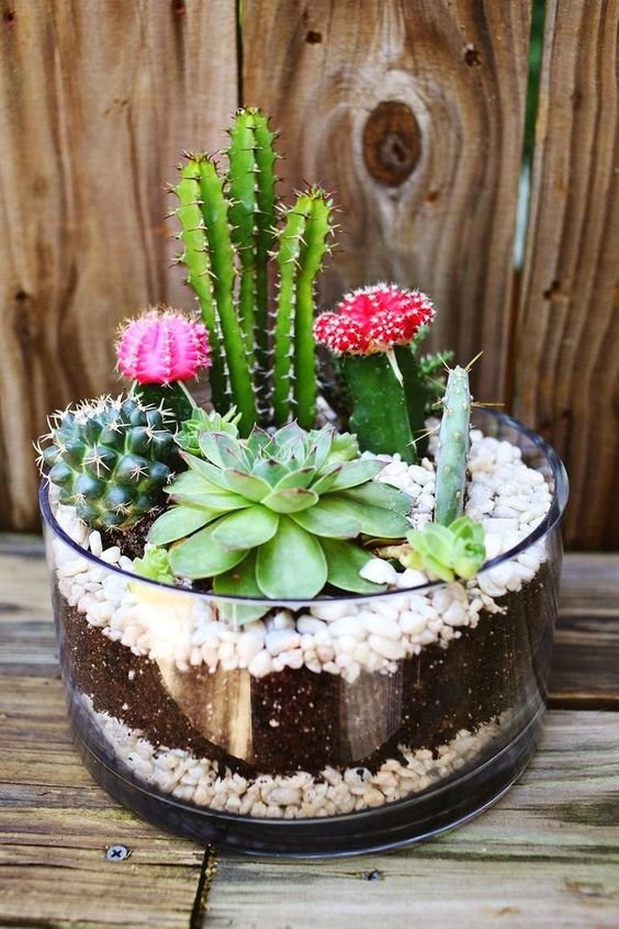 I love how she layered rocks and soil in a glass container for this cute cactus garden.: