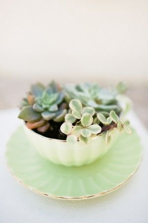 Succulents in a teacup:
