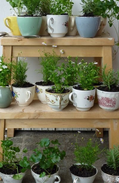 Teacup Herb Garden.: