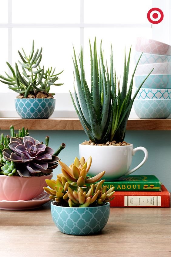 Cute mini bowls and classic mugs are unexpected ways to show off your succulents—and add a fresh, spring vibe to any room. Use them as a dinner party centerpiece, place them on a window sill, the options are endless.: