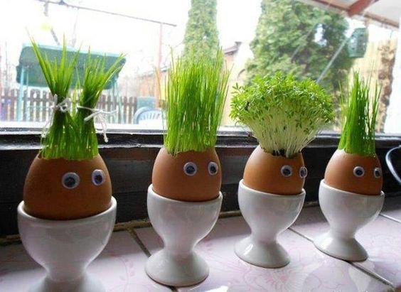 DIY Egg heads!  Wash out egg shell, let dry, place a water soaked cotton ball in the bottom of the egg, add grass/wheat seat, place in a warm sunny spot! Watch grow and trim the hair!!