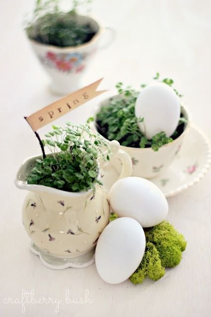 Craftberry Bush